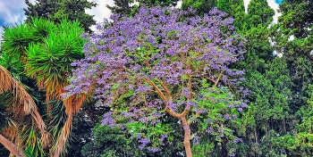  / Reus - arbre jacaranda mimosifolia - Baix Camp