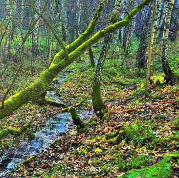 Овраг ... / ***