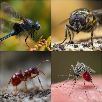  / Reus - macro insectes - Baix Camp