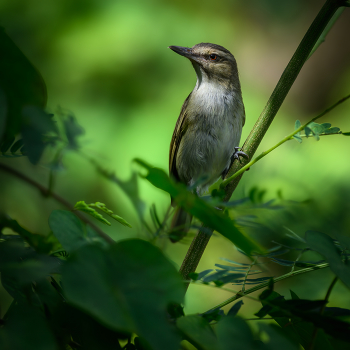 Black-whiskered Vireo / Black-whiskered Vireo