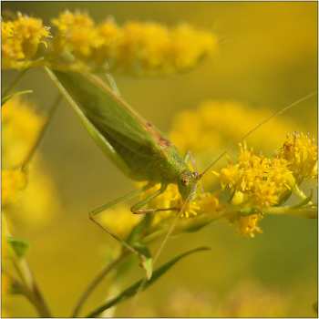 Гармония нового утра. / Пластинокрыл обыкновенный - Phaneroptera falcata.