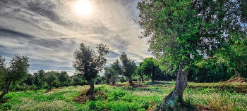  / Els Omells de Na Gaià - camp d'oliveres - L'Urgell