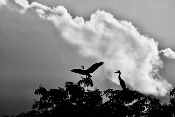 ЦАПЕЛЬКИ ч/б / Серая цапля (Ardea cinerea)
"Наиболее обычный и распространенный вид цапель. Кормится на самых разных водоемах. Гнездится колониями. Гнезда обычно располагают на деревьях в труднодоступных участках леса".