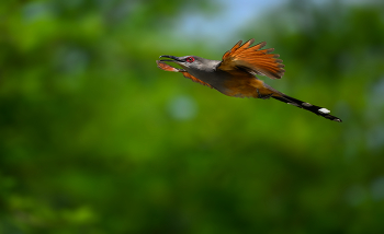 Hispaniolan Lizard-Cuckoo / Hispaniolan Lizard-Cuckoo
