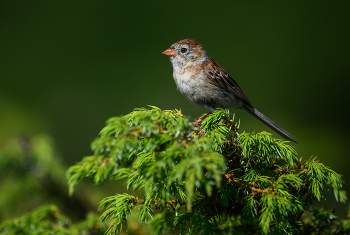 Field sparrow / Field sparrow