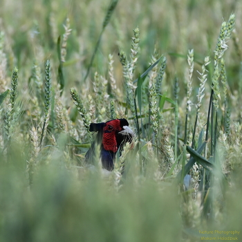 взгляд / nikon z6ii+ftz ii = nikkor 200-500