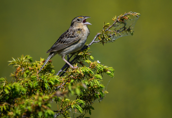 Grasshopper sparrow / Grasshopper sparrow