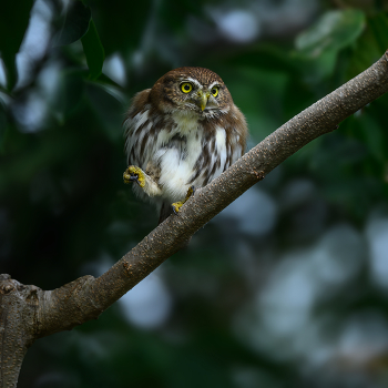 Ferruginous Pygmy-Owl / Ferruginous Pygmy-Owl