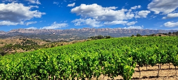  / Poboleda - vinyes i serra Montsant al fons - Priorat