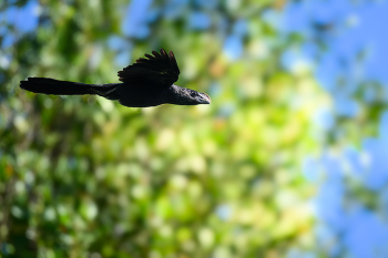 Smooth-billed Ani / Smooth-billed Ani