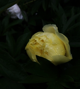 Жёлтый под дождём / Жёлтый пион - красавец, страдает от дождей

Peonia suffers under the rainy sky