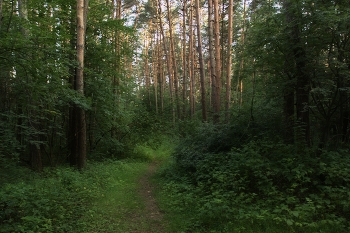 Июньский пейзаж / Вечерний сюжет, в городском бору июнь.