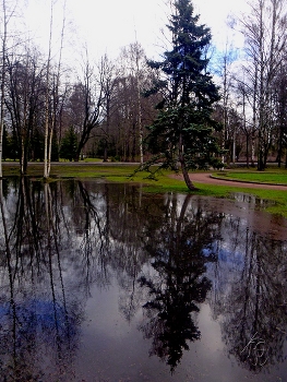 Танцующа ель / Отражения в парке