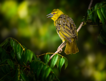 Village weaver (f) / Village weaver (f)