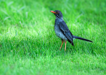 Red-legged thrush / Red-legged thrush