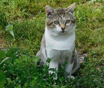 Кот ученый / "Думаешь, ты меня спас, ага щазз
.....
Думаешь, я тебя спас? Точно не в бровь, а в глаз"
Феликс Кактус