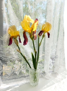 Ирисы / ***