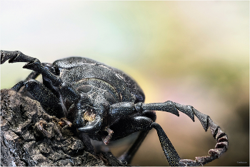  / Усач Кожевник (Prionus coriarius). Самка