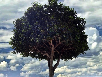  / Cambrils - Ficus a la platja de la Llosa - Baix Camp
