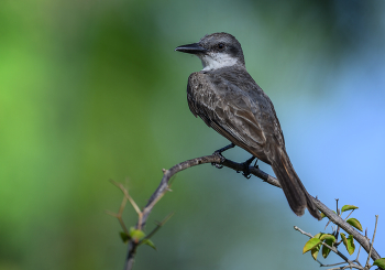 Gray Kingbird (Tyrannus dominicensis) / Gray Kingbird