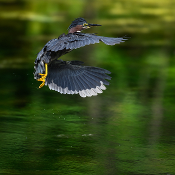 Green heron / Green heron