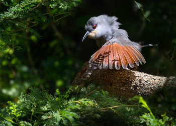 Hispaniolan Lizard-Cuckoo / Hispaniolan Lizard-Cuckoo