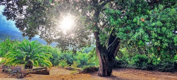  / Almoster - Alzina al Picarany - Baix Camp