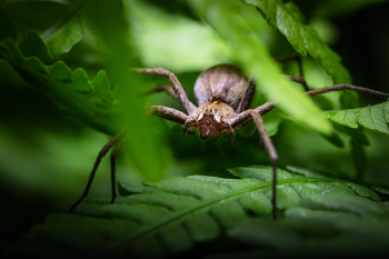 паучек / macro