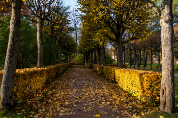 Павловск осенью. / ***