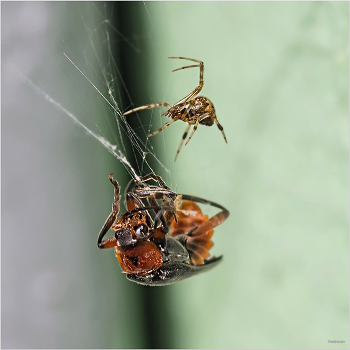 Большой куш... / паук Eratigena agrestis и Мягкотелка красноногая (Cantharis rustica)