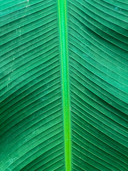 Лист / 2025 / Мобильная фотография / iPhone 13 Pro