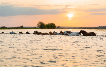 Из серии «Животные у воды» / Переправа. 
Из фотопроекта &quot;Дельта Волги».