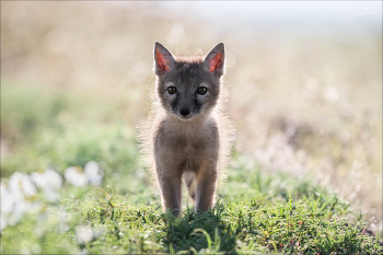 Одуванчик / Корсачонок ( корсак, степная лисица,Vulpes corsac ).
Окрестности Маныча, май 2025г.
© https://PHOTOTRAVEL.PRO