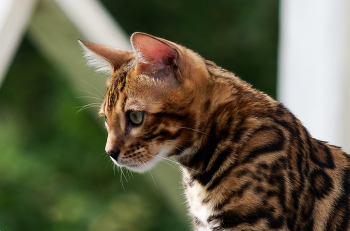 Котейка. / ***