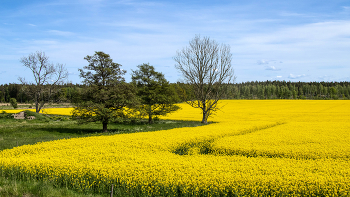 &nbsp; / blühendes Rapsfeld mit eine Ecke