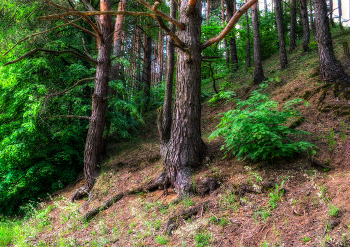 Лесной этюд / HDR
