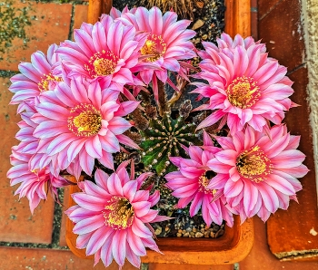  / Reus - flors de cactus - Baix Camp