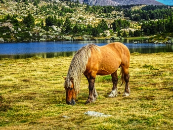  / Lac des Bouillouses ( nou llacs) - cavall - Alta Cerdanya - França