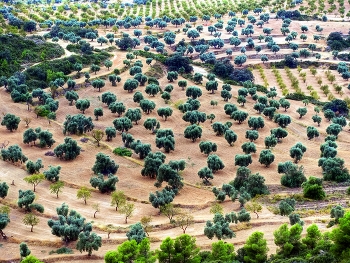  / Calaceit - camp d'oliveres i ametllers - Matarranya - Terol