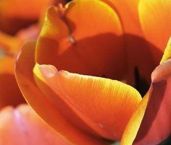  / Tulips farm