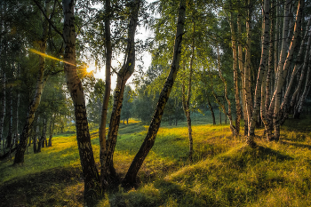 Вечер в берёзовой роще / Уральская природа