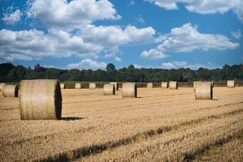  / Rundballen mit Stroh an einem schönen Spätsommertag