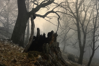 Дубовая роща / Зимнее утро