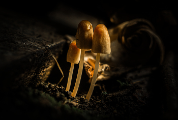Coprinellus micaceus / ***