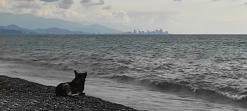 Собака и Море (серия) / #2025 #грузия #батуми #кобулети #фотограф #фотография #город #деревня #море #собака