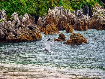 &nbsp; / Llanes - roques i gavina - Astúries