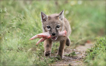 ЛЮДОЕД / Корсачонок ( корсак, степная лисица,Vulpes corsac ).
Окрестности Маныча, май 2025г.
© PHOTOTRAVEL.PRO