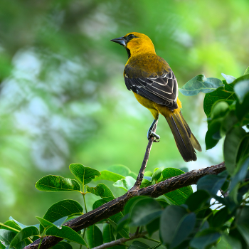 Yellow-tailed Оriole / Yellow-tailed Оriole