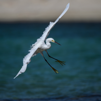 Snowy egret / Snowy egret