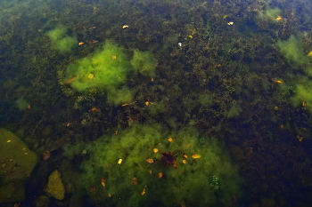 Фото Дна / ***
